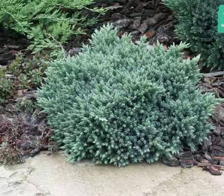 绿化灌木四季常青 植物造型铺地柏批发 绿化苗铺地柏苗庭院摆放