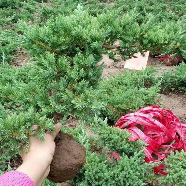 山东铺地柏价格 基地铺地柏种植 批发铺地柏