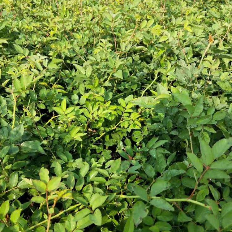 大花蔷薇批发 蔷薇种植 四季开花蔷薇杯苗价格