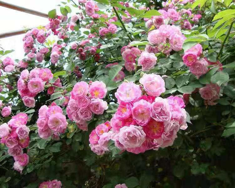 四季开花蔷薇花苗批发 四季浓香型带花庭院植物 无刺多花蔷薇花