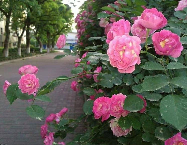 四季开花蔷薇花苗供应商 四季浓香型带花庭院植物 多花蔷薇小苗批发