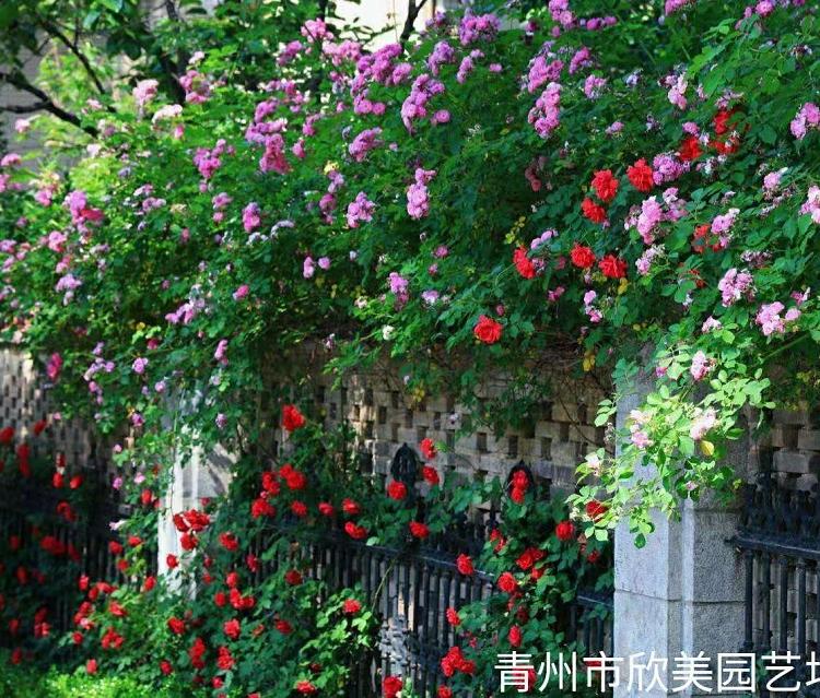四季开花蔷薇供应商 大花蔷薇种植批发 多花蔷薇小苗批发