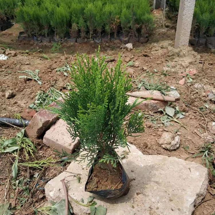 洒金柏种植基地  洒金柏价格  洒金柏批发
