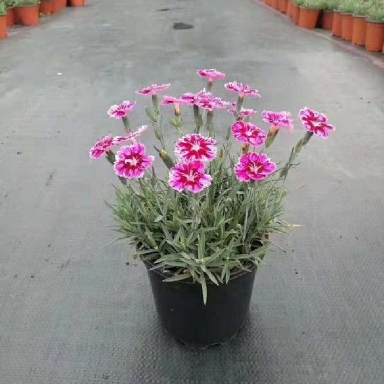 耐寒抗冻彩虹石竹 彩虹石竹价格 双色盆彩虹石竹 杯盆彩虹石竹