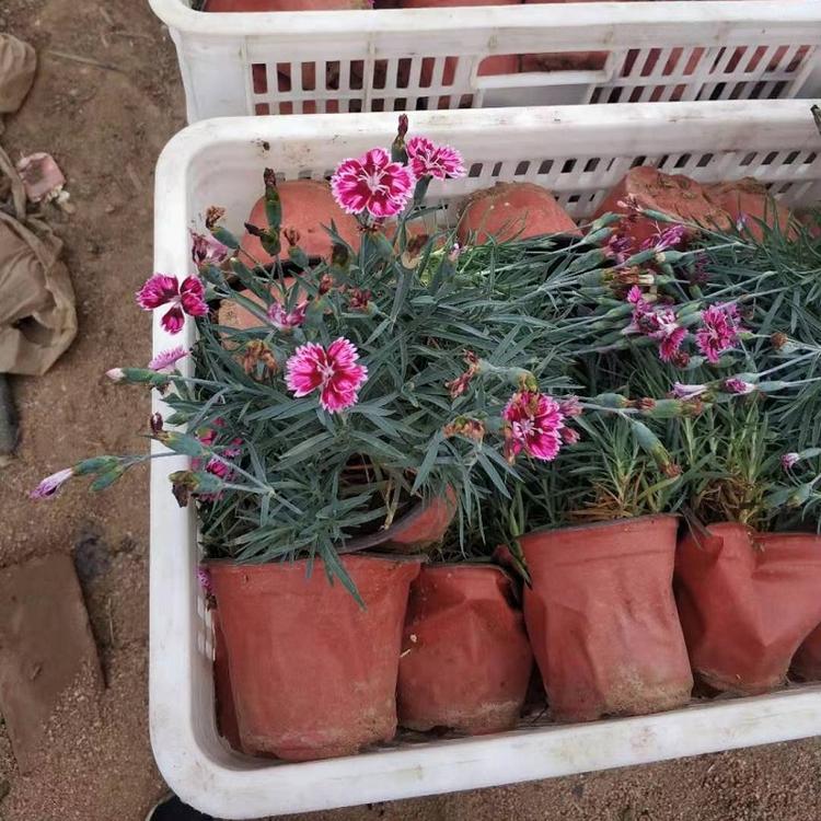 供应彩虹石竹 山东彩虹石竹批发 彩虹石竹穴盘苗基地
