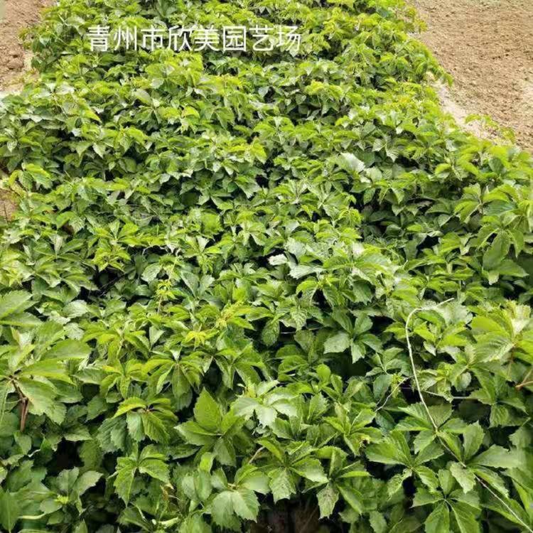 五叶地锦价格 山东青州宿根花卉苗木 五叶地锦批发