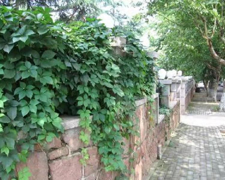 五叶地锦批发