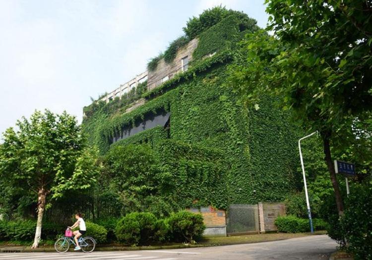 大量批发供应杯苗五叶地锦 基地供应五叶地锦 三叶地锦价格