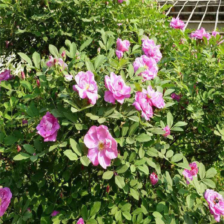 大量供应四季玫瑰价格 四季玫瑰 四季玫瑰花批发