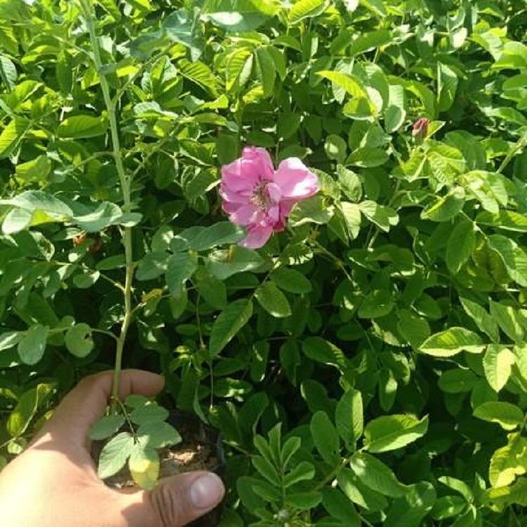 青州四季玫瑰 青州灌木 四季玫瑰价格 四季玫瑰基地