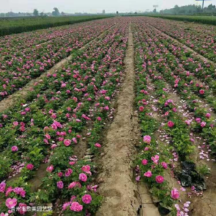 四季玫瑰供应 四季玫瑰批发 打造花海四季工程