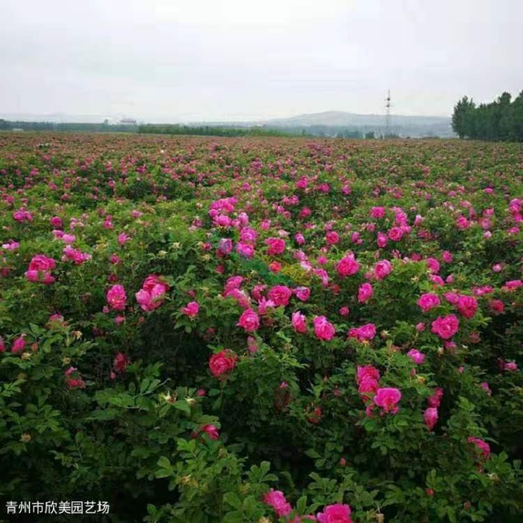 四季玫瑰批发 阳台盆栽四季开花玫瑰 欣美苗木