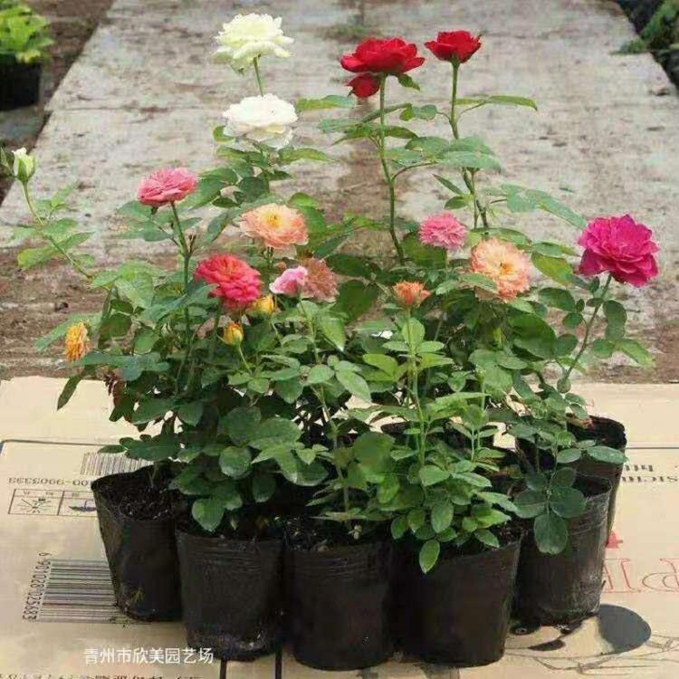 四季玫瑰批发价格 盆栽四季开花玫瑰 四季玫瑰种植