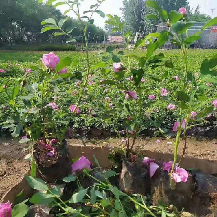 山东四季玫瑰价格 四季玫瑰批发采购 宿根花卉种植基地
