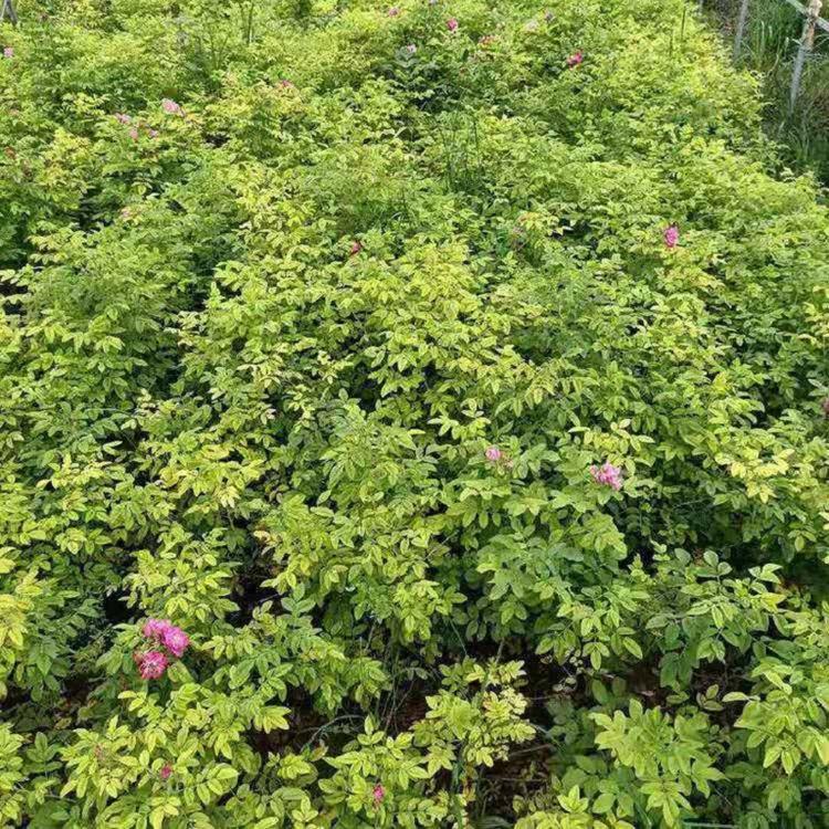 基地种植四季玫瑰价格 四季玫瑰花批发