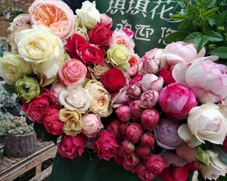 大花香水月季批发价格