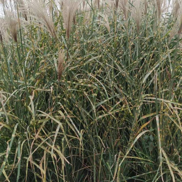 斑叶芒工程苗 基地批发斑叶芒 营养钵斑叶芒价格