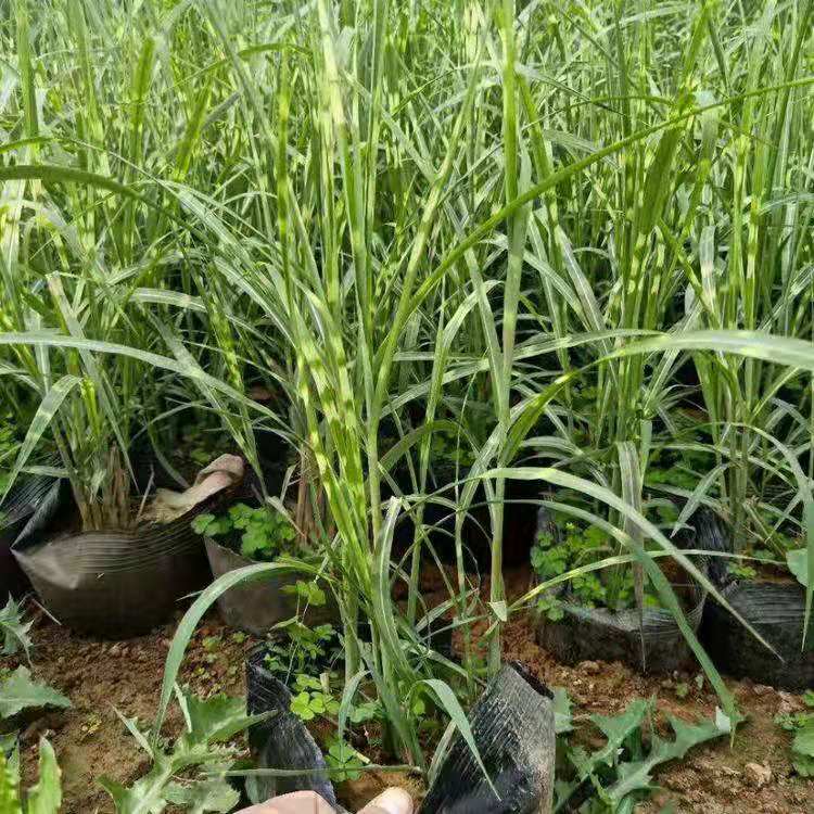 斑叶芒价格  潍坊斑叶芒价格  大量供应