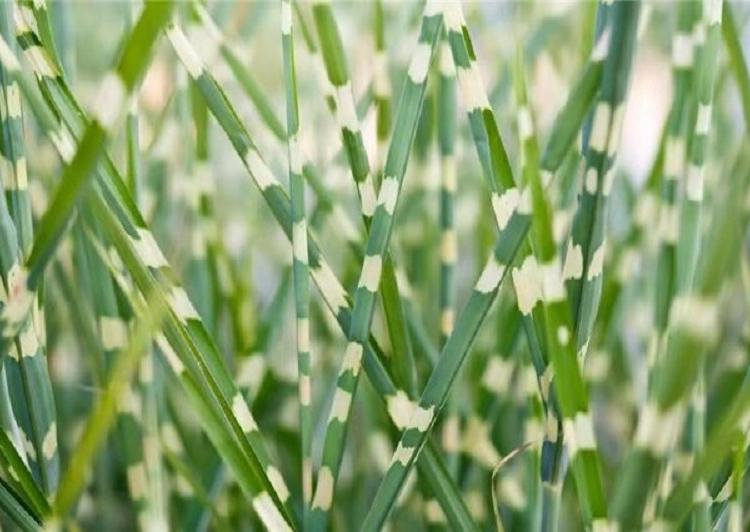 斑叶芒价格  青州斑叶芒  价格实惠