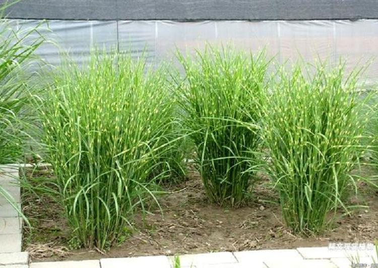 斑叶芒多年生草花小苗种植  基地批发