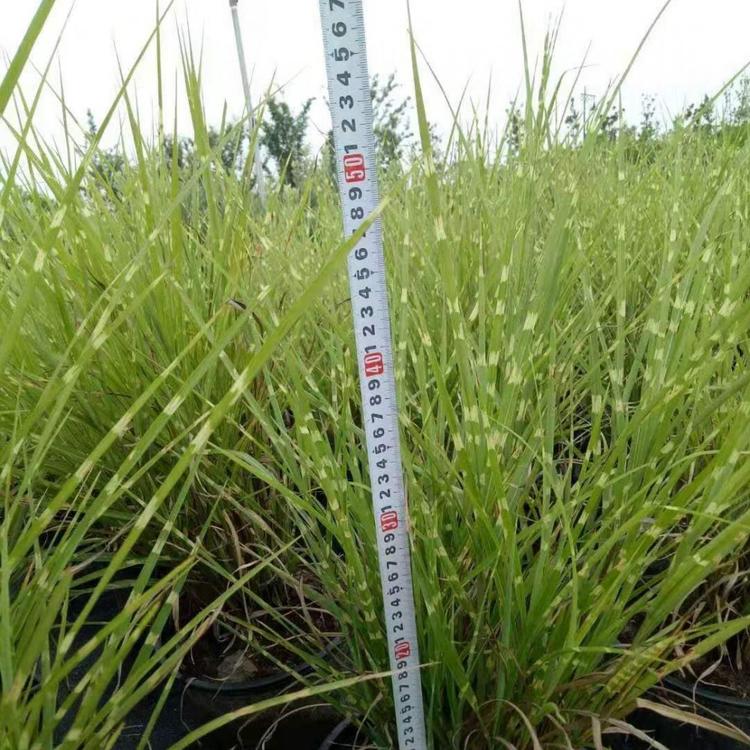 山东斑叶芒种植基地批发 斑叶芒盆栽