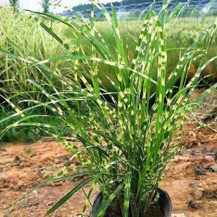多芽斑叶芒基地 斑叶芒价格 斑叶芒基地