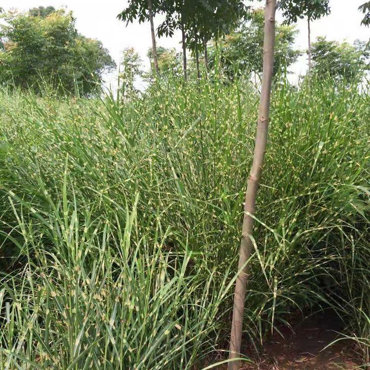 青州多芽斑叶芒批发 斑叶芒价格 斑叶芒基地