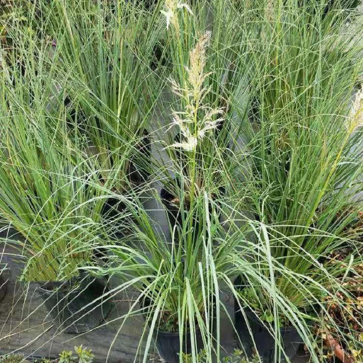 矮蒲苇 绿化护坡矮蒲苇价格 矮蒲苇批发