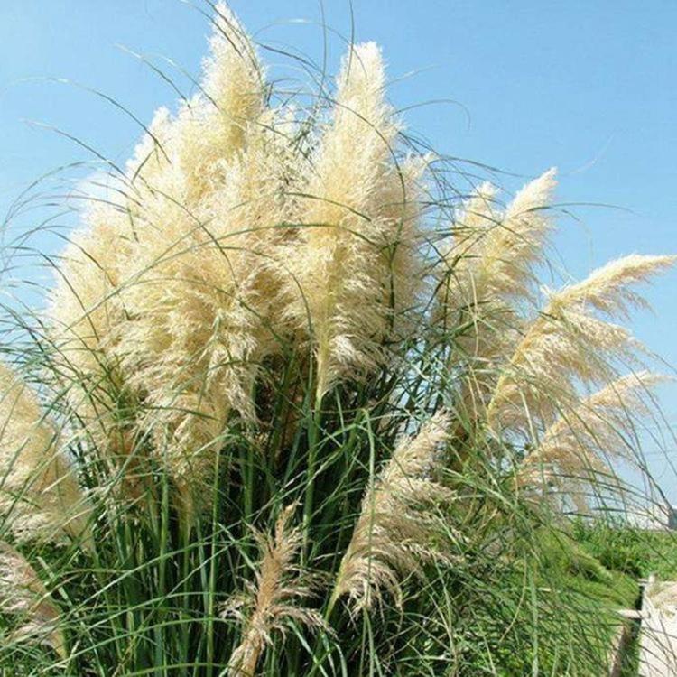 蒲苇 丛生蒲苇 矮蒲苇小苗 矮蒲苇基地批发 矮蒲苇价格