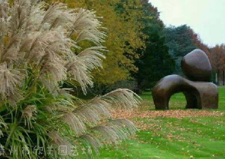 供应矮蒲苇 种类齐全 矮蒲苇价格 欢迎采购成品苗容器苗