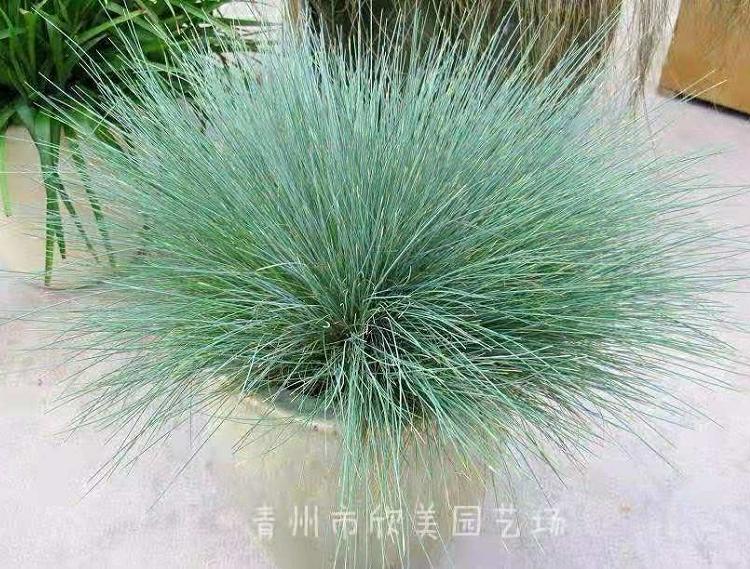 蓝羊茅批发商  蓝羊茅基地
