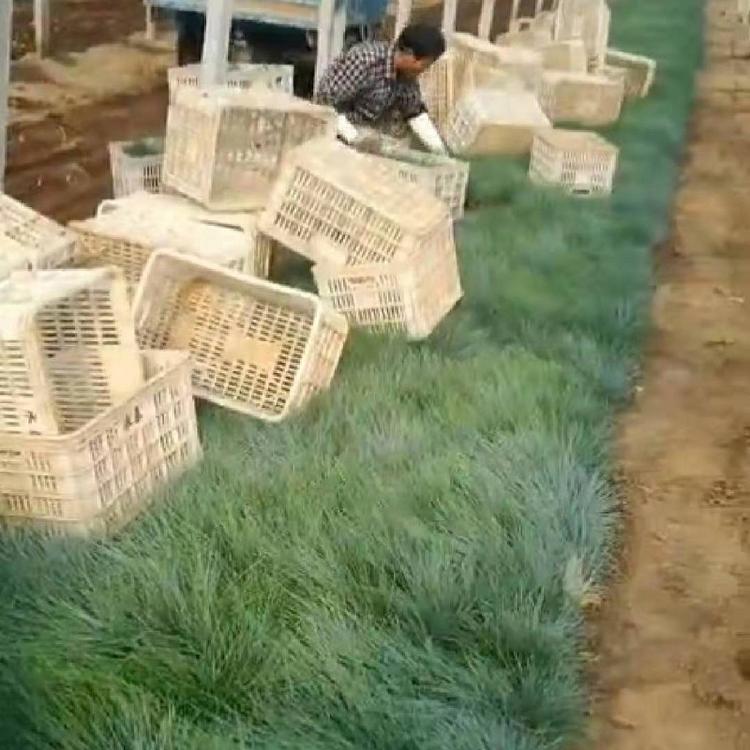 蓝羊茅价格  蓝羊茅基地