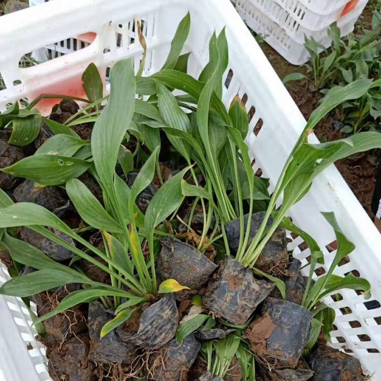 紫花玉簪批发  玉簪种植基地  山东玉簪供应商