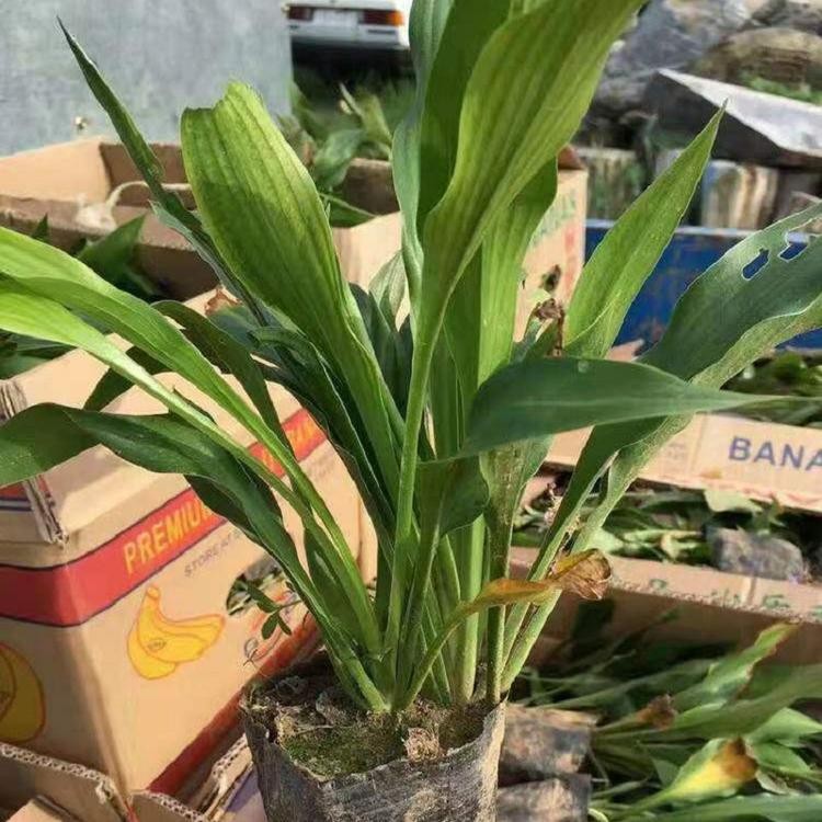紫花玉簪 紫花玉簪批发 紫花玉簪基地 紫花玉簪价格