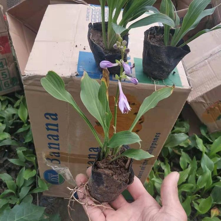 辽宁紫花玉簪批发价格  宿根花卉种植基地  紫玉簪供应商