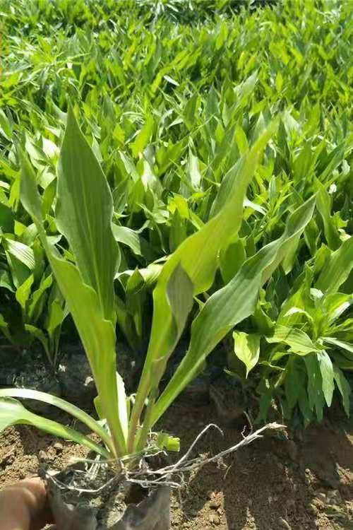 河北紫花玉簪批发价格  紫花玉簪基地  供应紫玉簪
