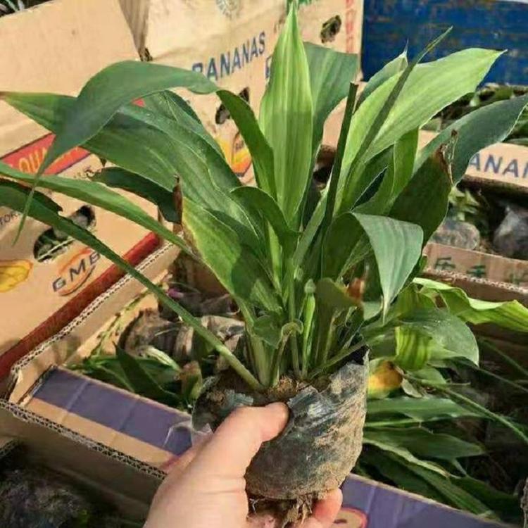 紫花玉簪批发  沭阳紫花玉簪基地  紫玉簪价格