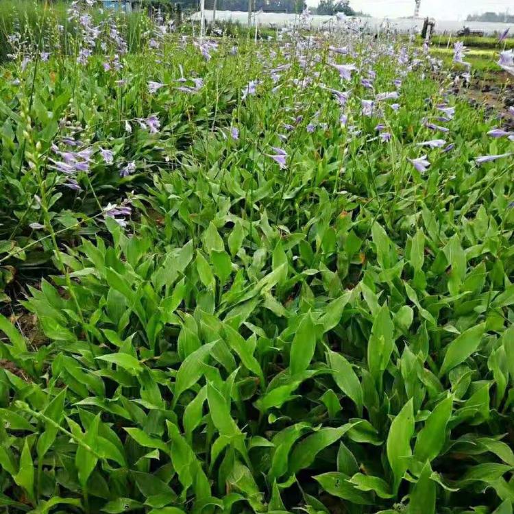 紫花玉簪批发  紫玉簪价格  宿迁紫花玉簪供应商