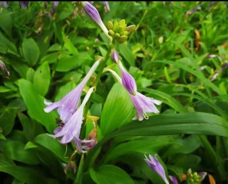 紫花玉簪  紫玉簪  紫花玉簪批发  河北玉簪种植基地