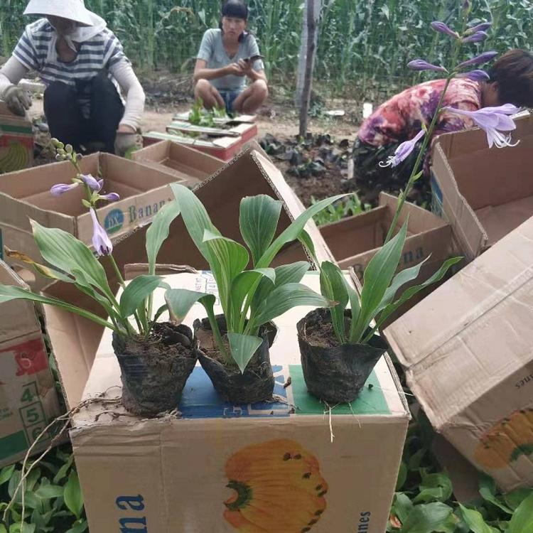 紫花玉簪  紫玉簪  保定紫花玉簪批发  河北玉簪种植基地