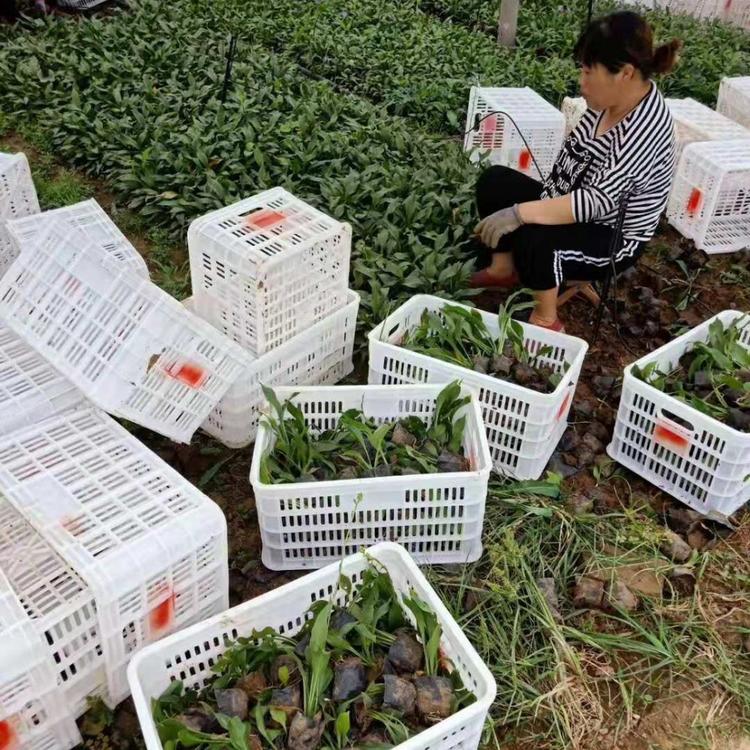 紫花玉簪  紫玉簪  鞍山紫花玉簪批发  辽宁玉簪种植基地