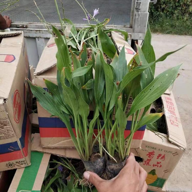 紫玉簪  山东紫玉簪种植基地  紫玉簪批发价格  紫玉簪供应商