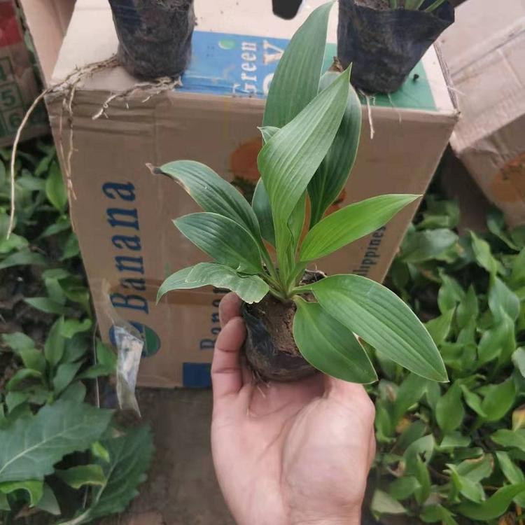 紫花玉簪供应商  耐寒耐阴玉簪批发价格  玉簪种植基地