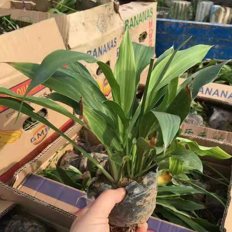 花叶玉簪批发 紫花玉簪价格 白玉簪基地 玉簪基地