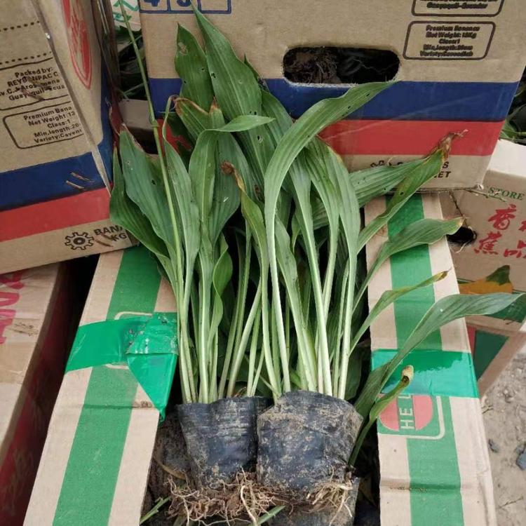 玉簪 紫花玉簪价格 紫花玉簪基地 紫花玉簪批发商