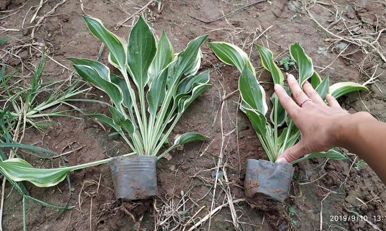 山东金边玉簪批发价格  青州金边玉簪种植基地  花叶玉簪供应商