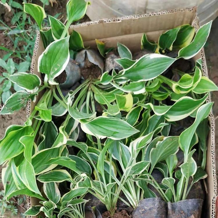 白玉簪批发价格  山东金边玉簪种植基地  金边玉簪