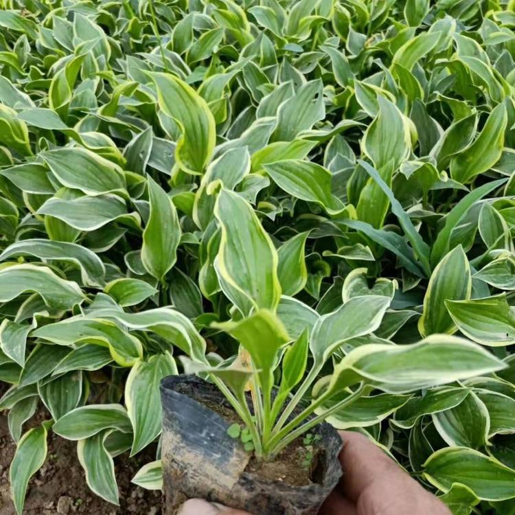 江苏金边玉簪批发价格  沭阳金边玉簪种植基地  花叶玉簪供应商