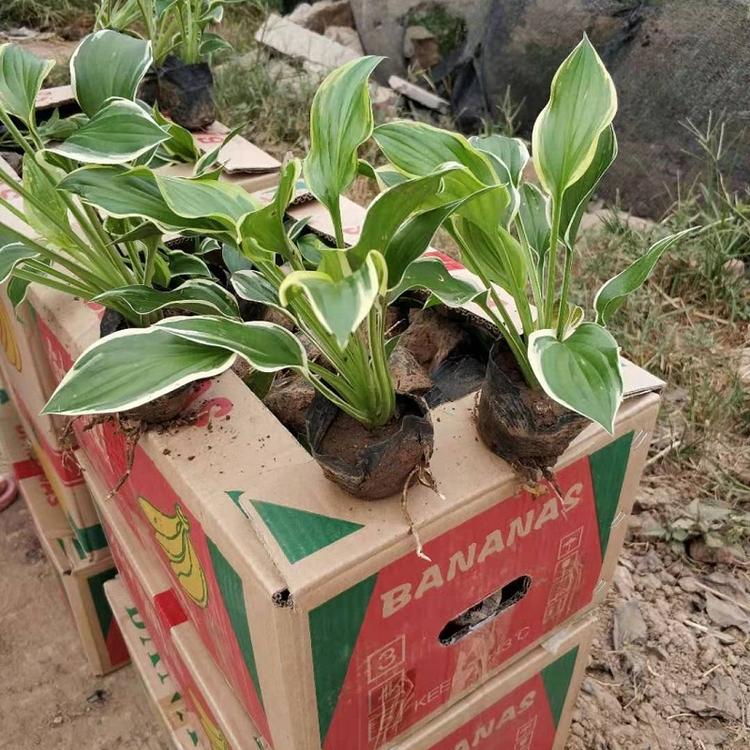辽宁金边玉簪批发价格  鞍山金边玉簪种植基地  金边玉簪大量批发