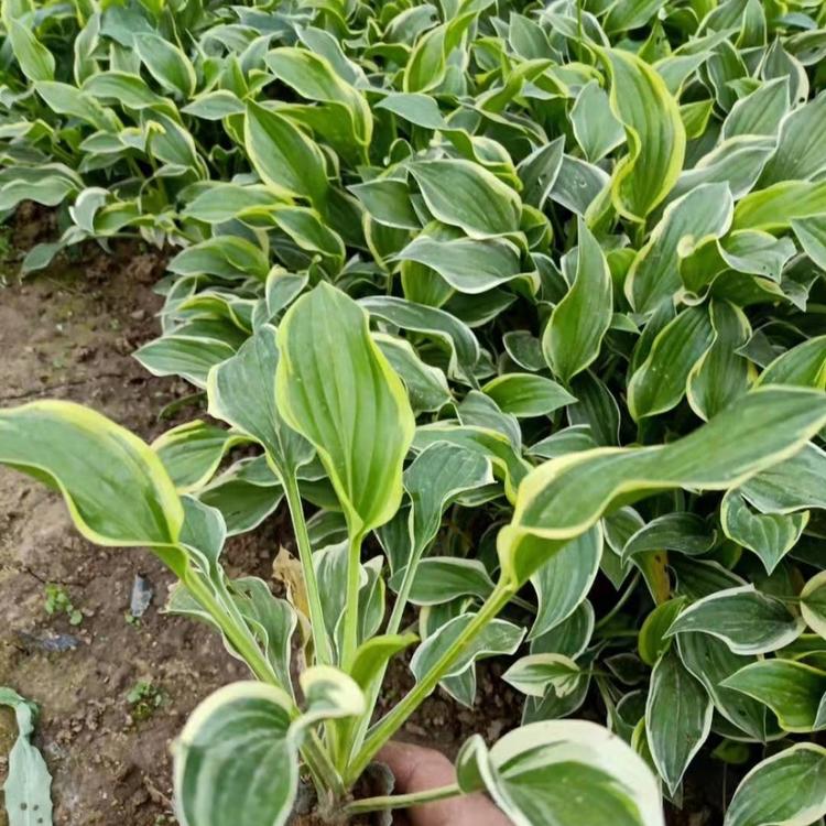 花叶玉簪  花叶玉簪批发  花叶玉簪价格  花叶玉簪种植基地